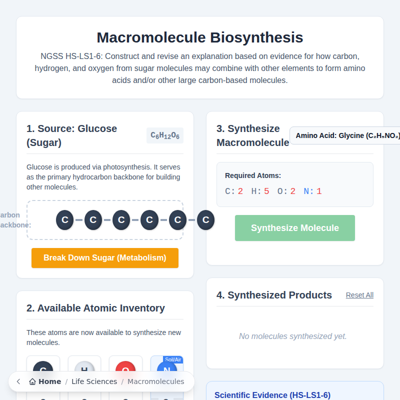 Macromolecule Biosynthesis Model